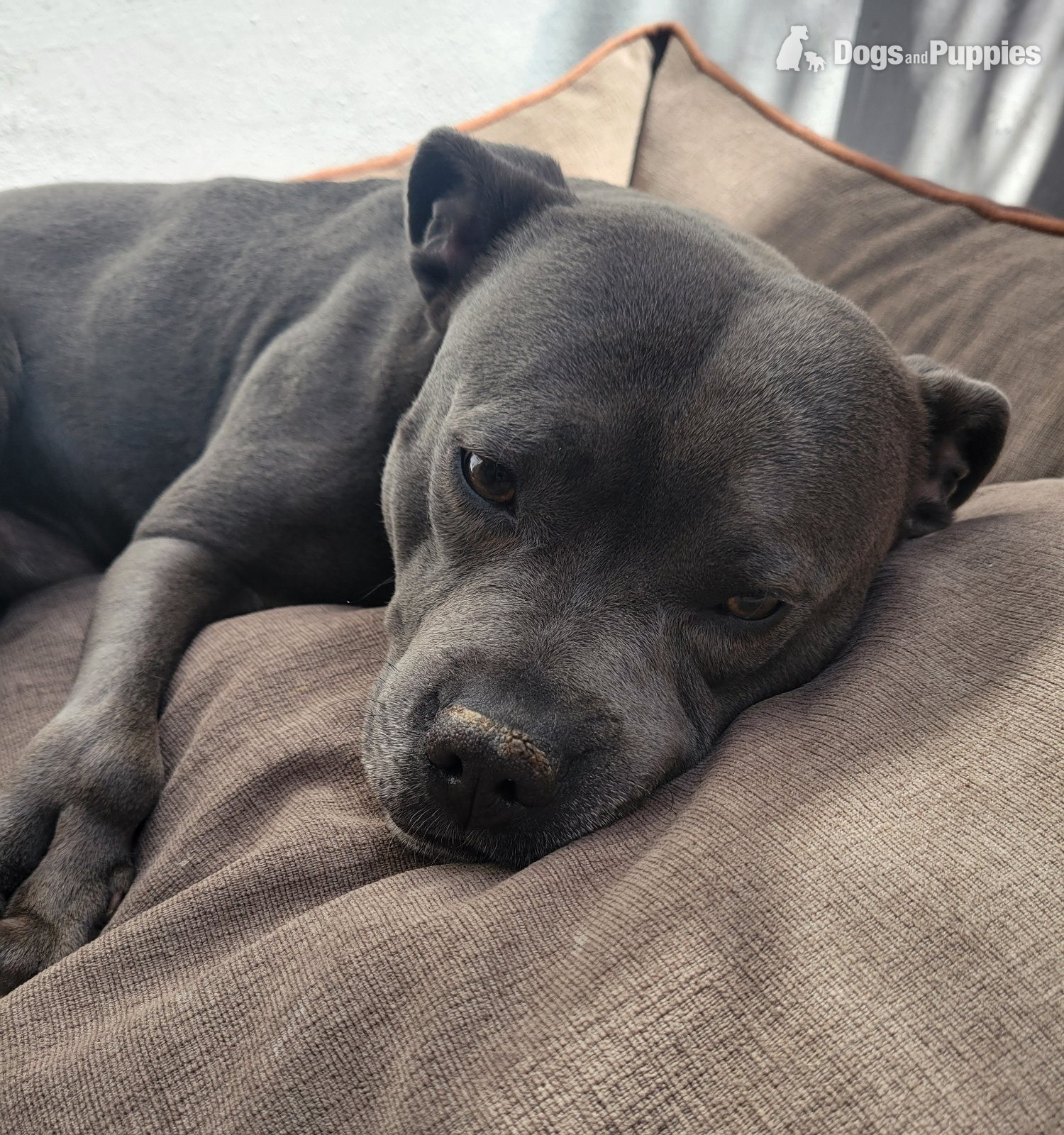 Staffordshire Bull Terrier