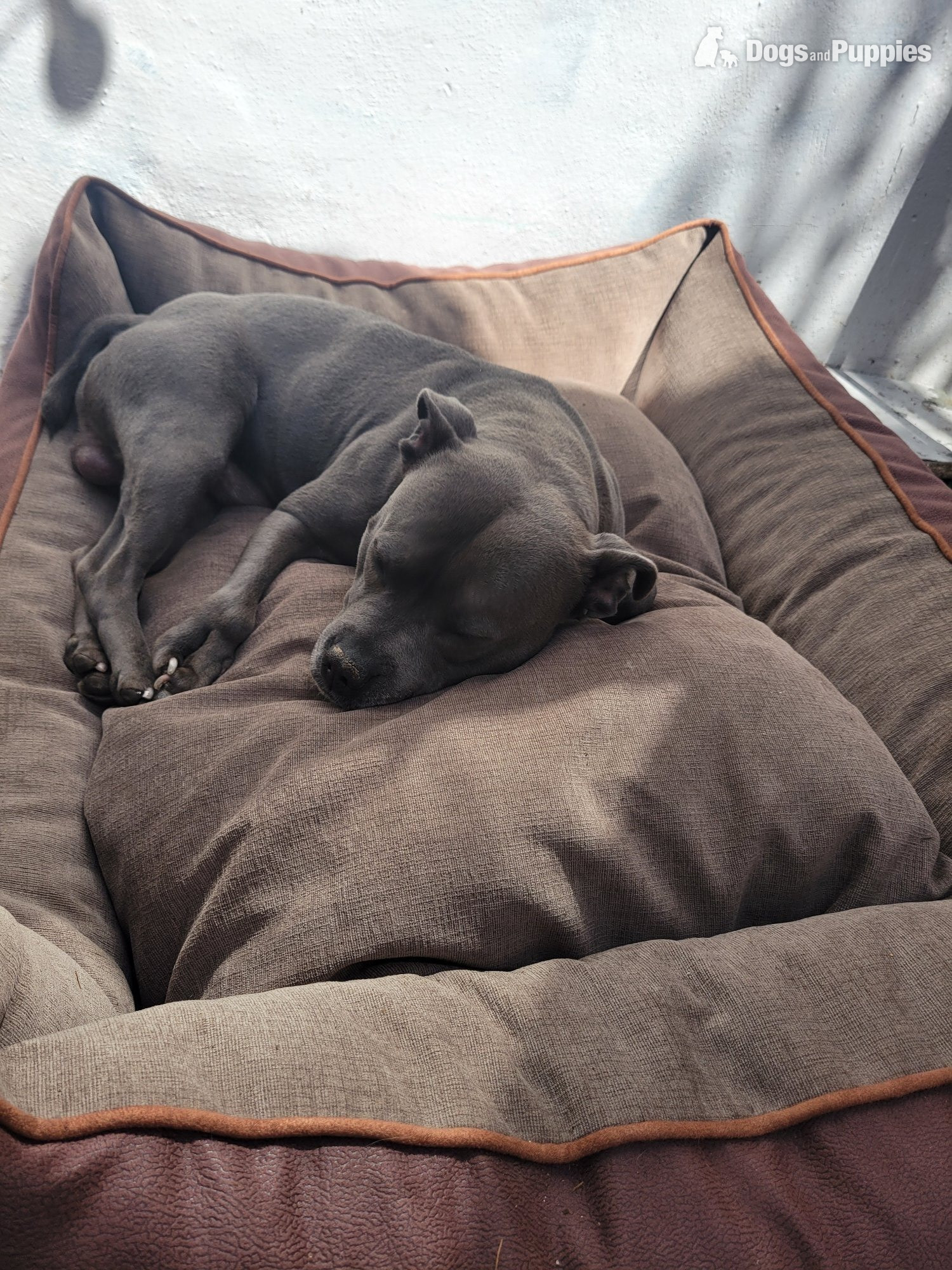 Staffordshire Bull Terrier Puppies