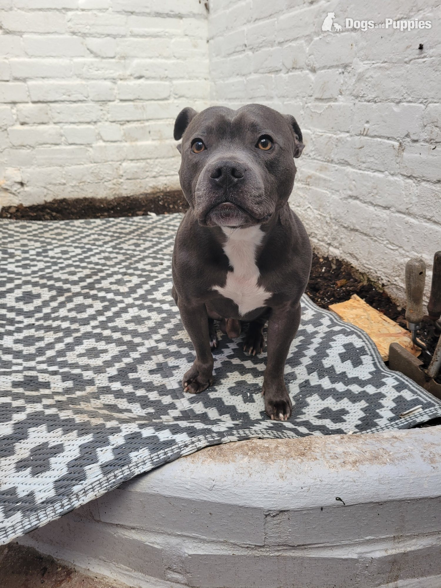 Staffordshire Bull Terrier - 3yr old blue staffy
