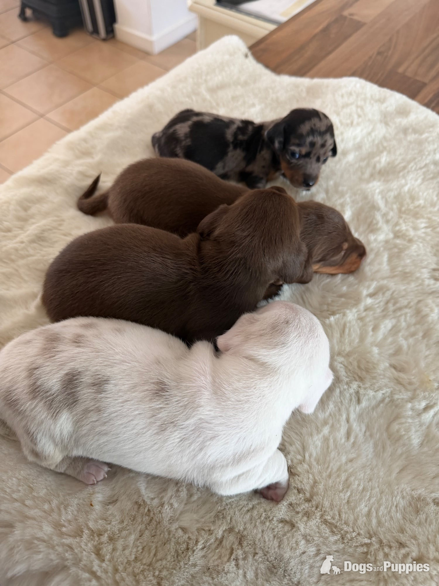 Beautiful kennel club registered MINAUTURE Dacshounds in {LOCATION}