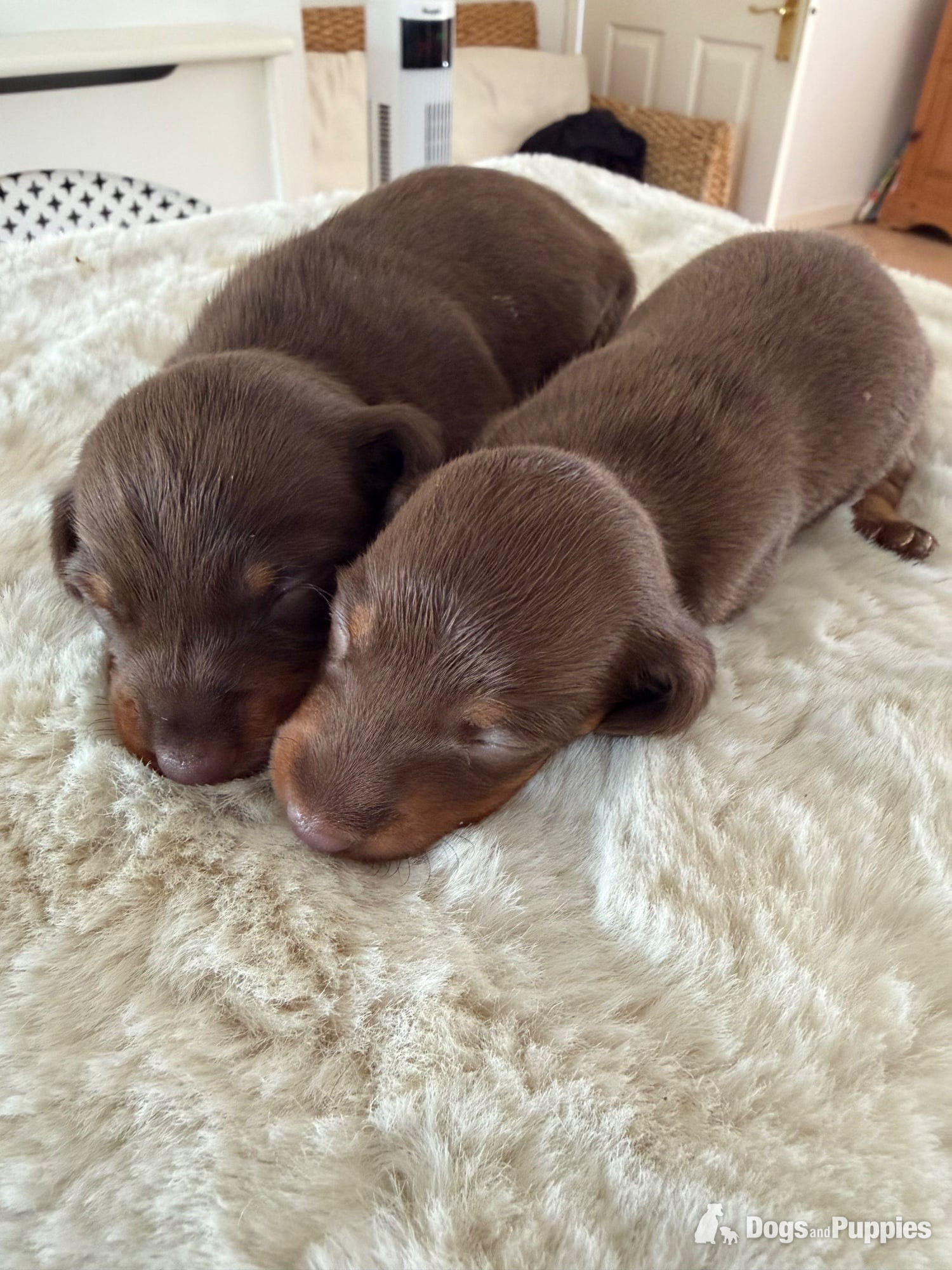 Miniature Dachshund
