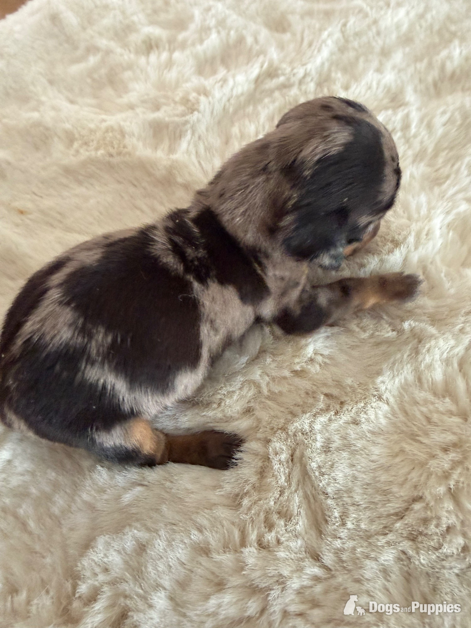 Miniature Dachshund Puppies