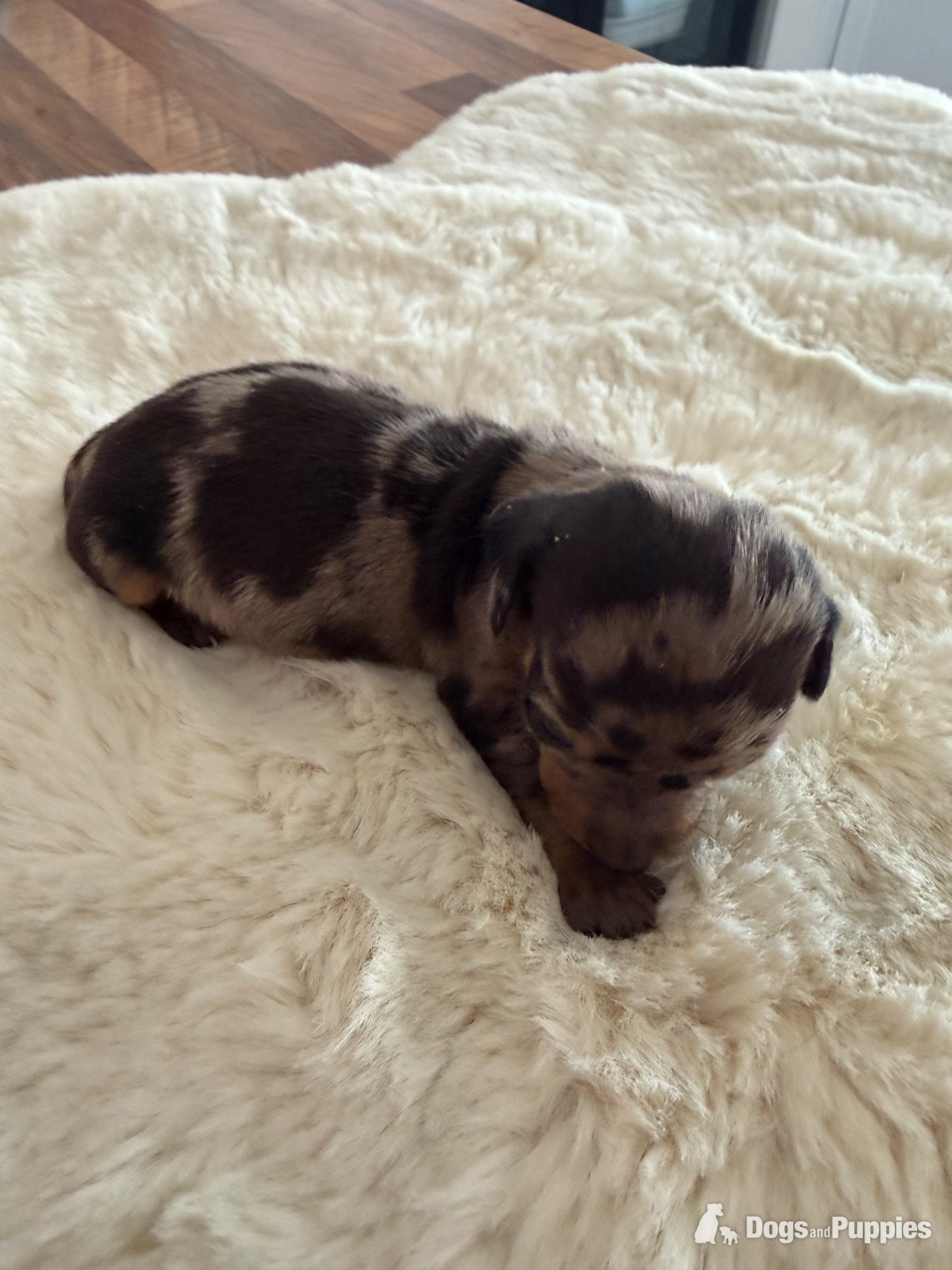 Miniature Dachshund - Beautiful kennel club registered MINAUTURE Dacshounds