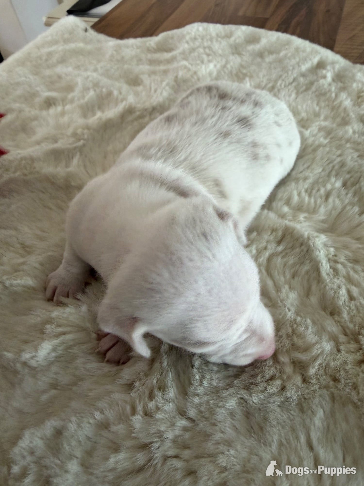 Beautiful kennel club registered MINAUTURE Dacshounds - Miniature Dachshund