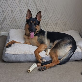 Gorgeous Girl GSD Puppy