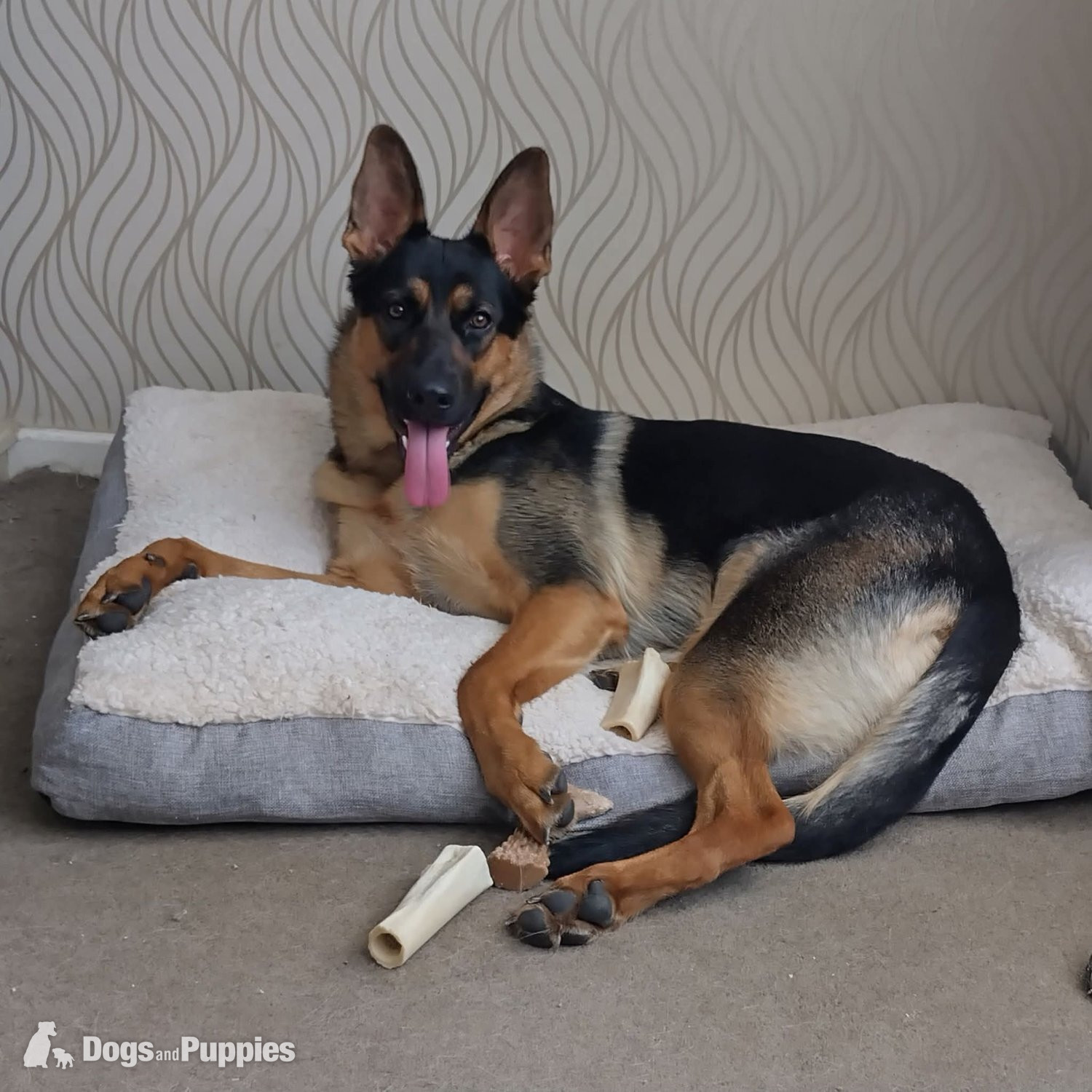 Gorgeous Girl GSD Puppy in {LOCATION}