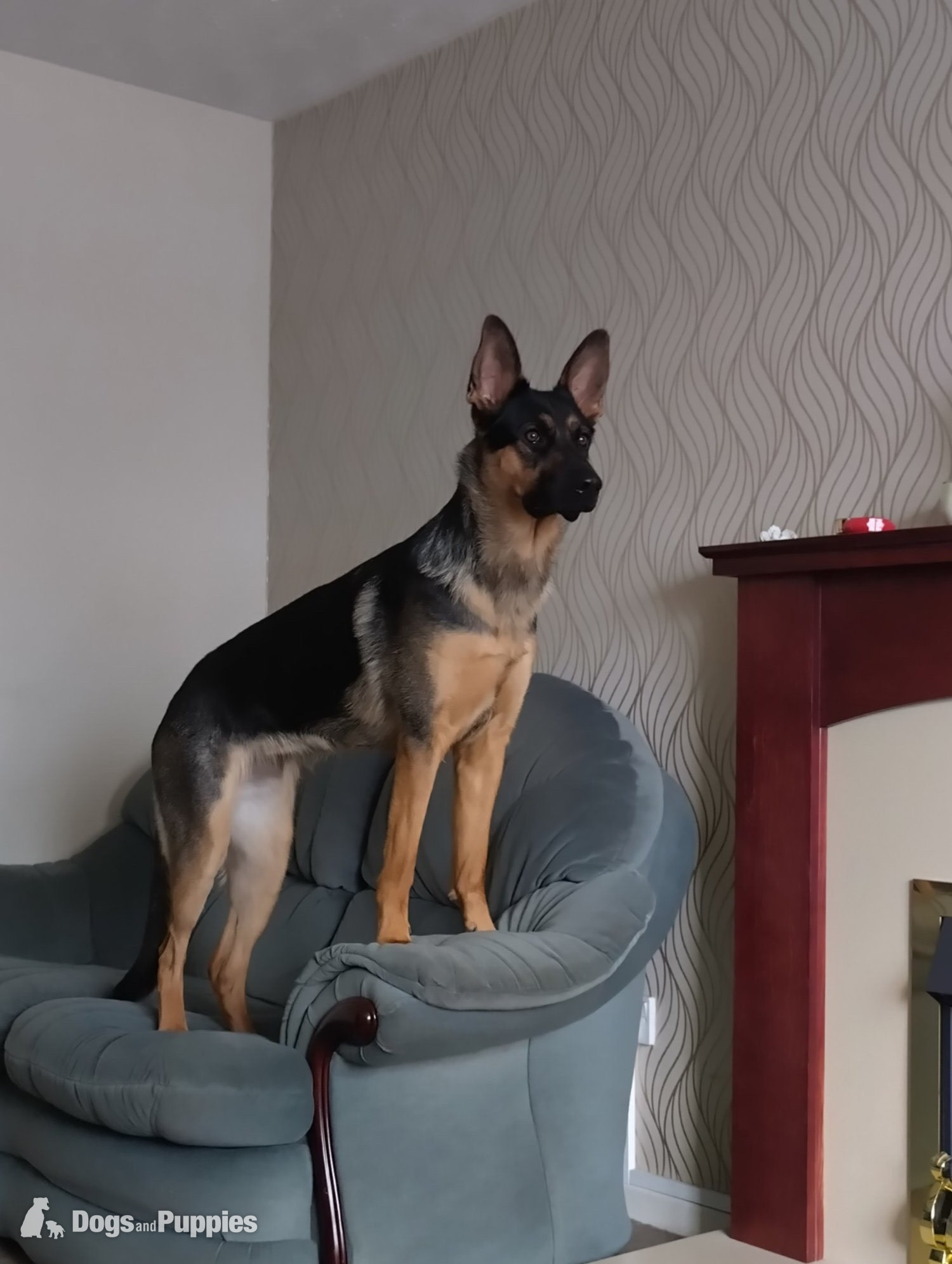 German Shepherd