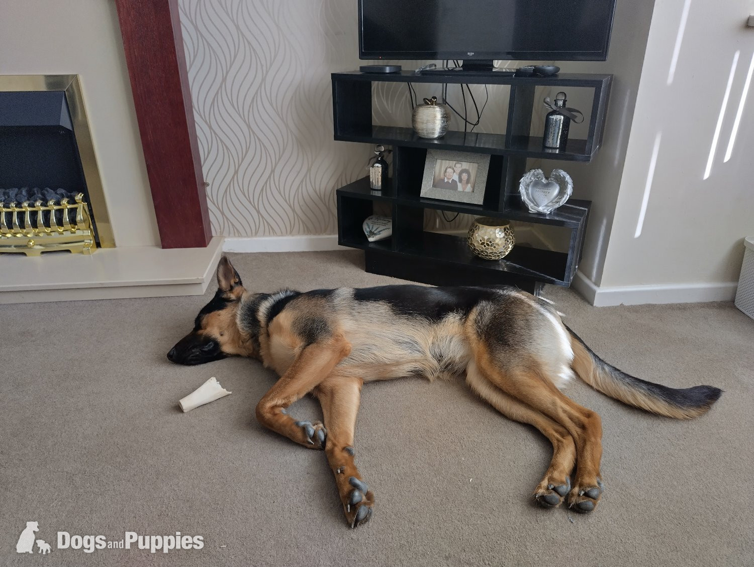German Shepherd Puppies