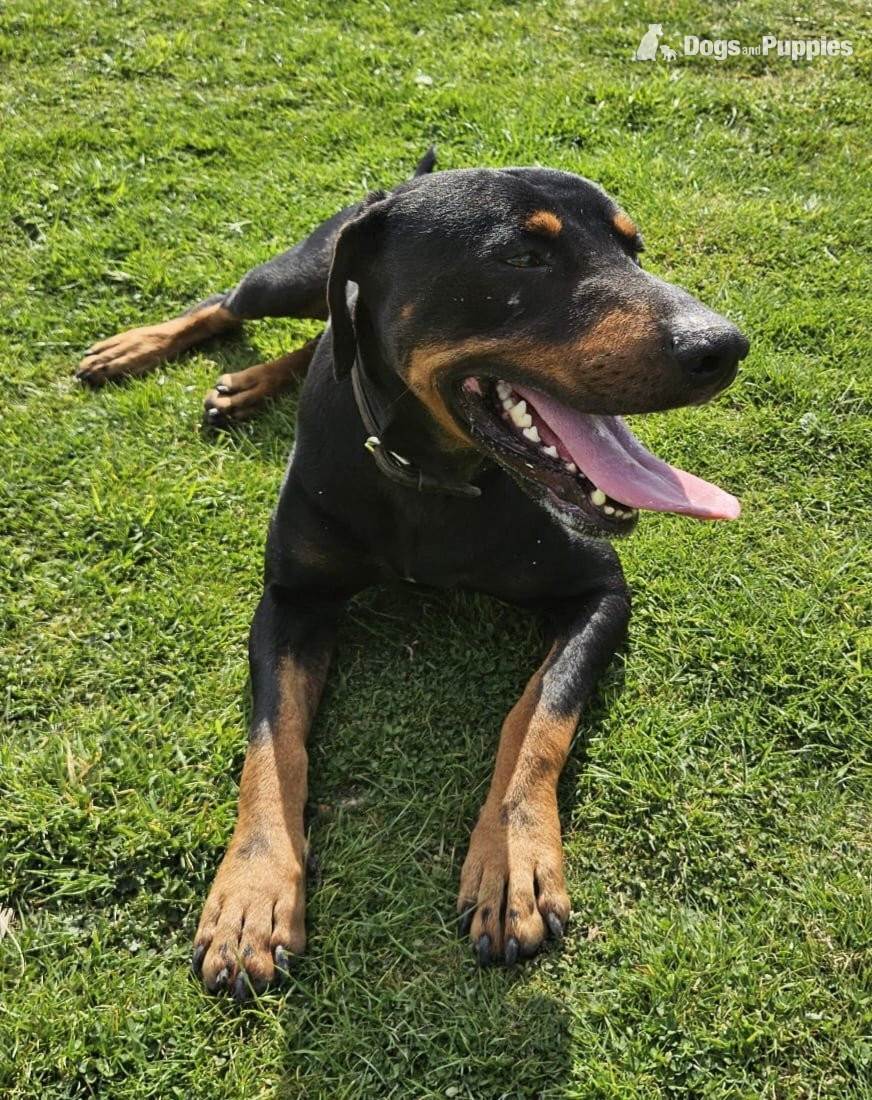 Doberman 6mo vaccinated/wormed  in {LOCATION}