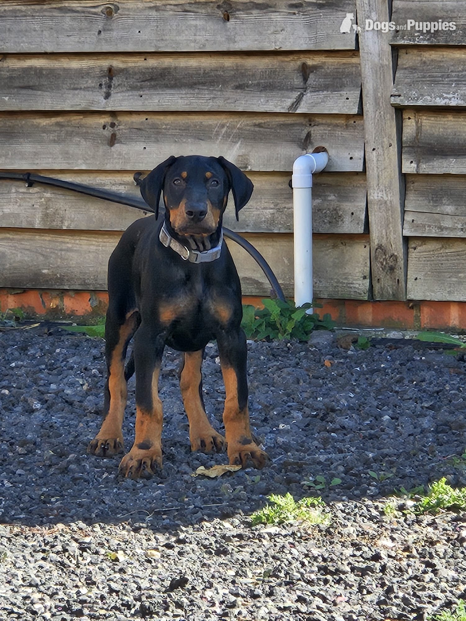 Doberman