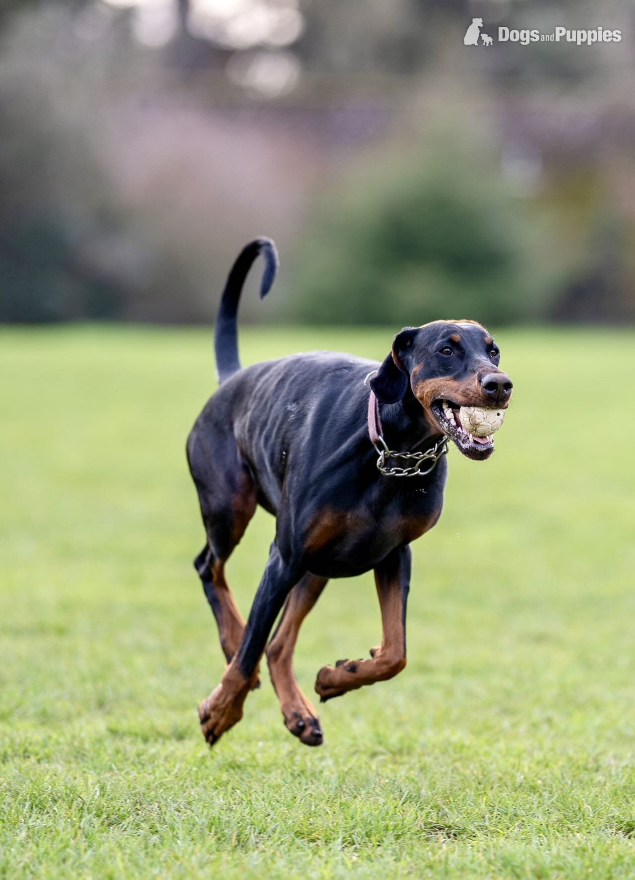 Doberman Puppies
