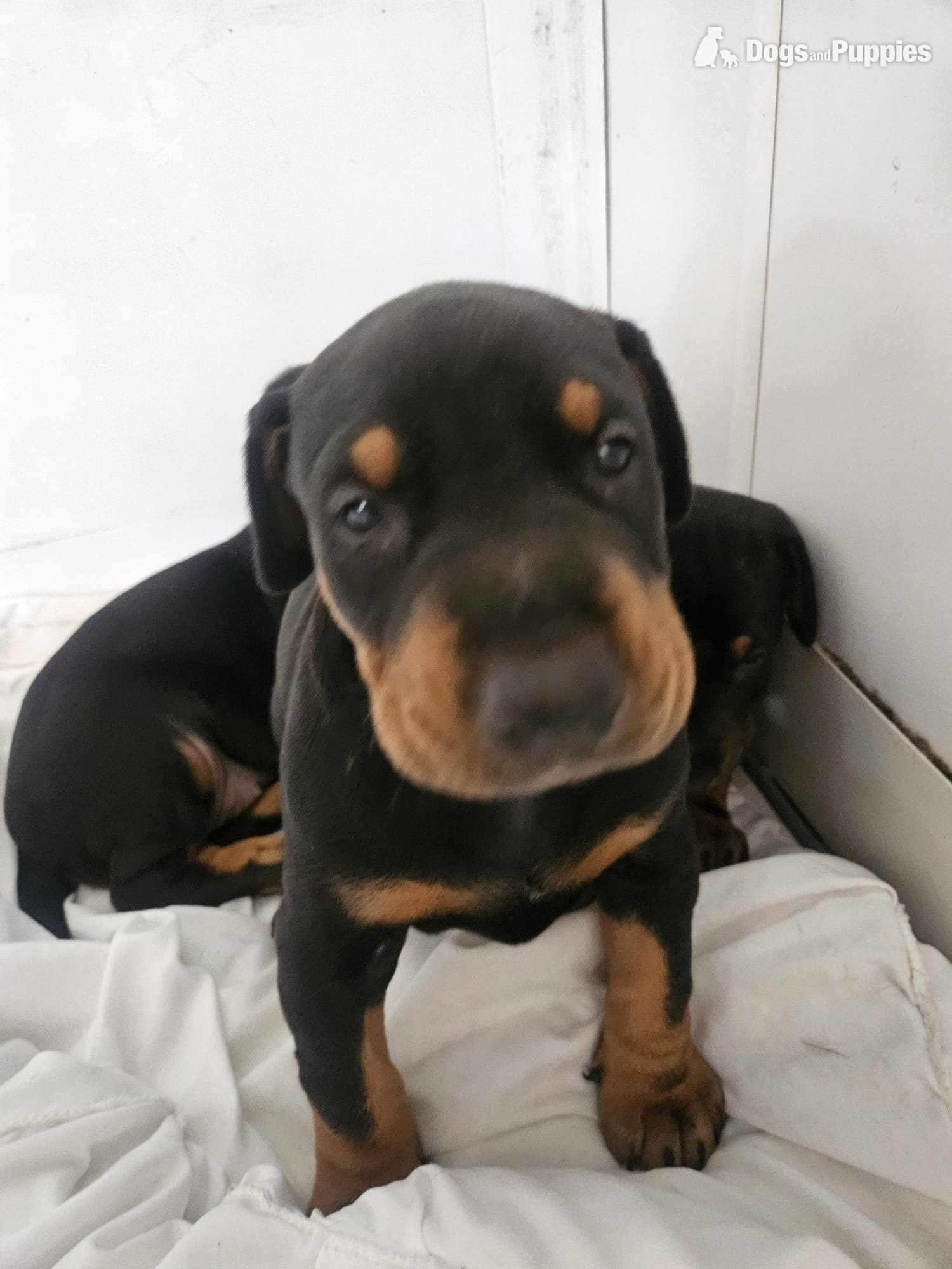 Doberman - Doberman 6mo vaccinated/wormed 
