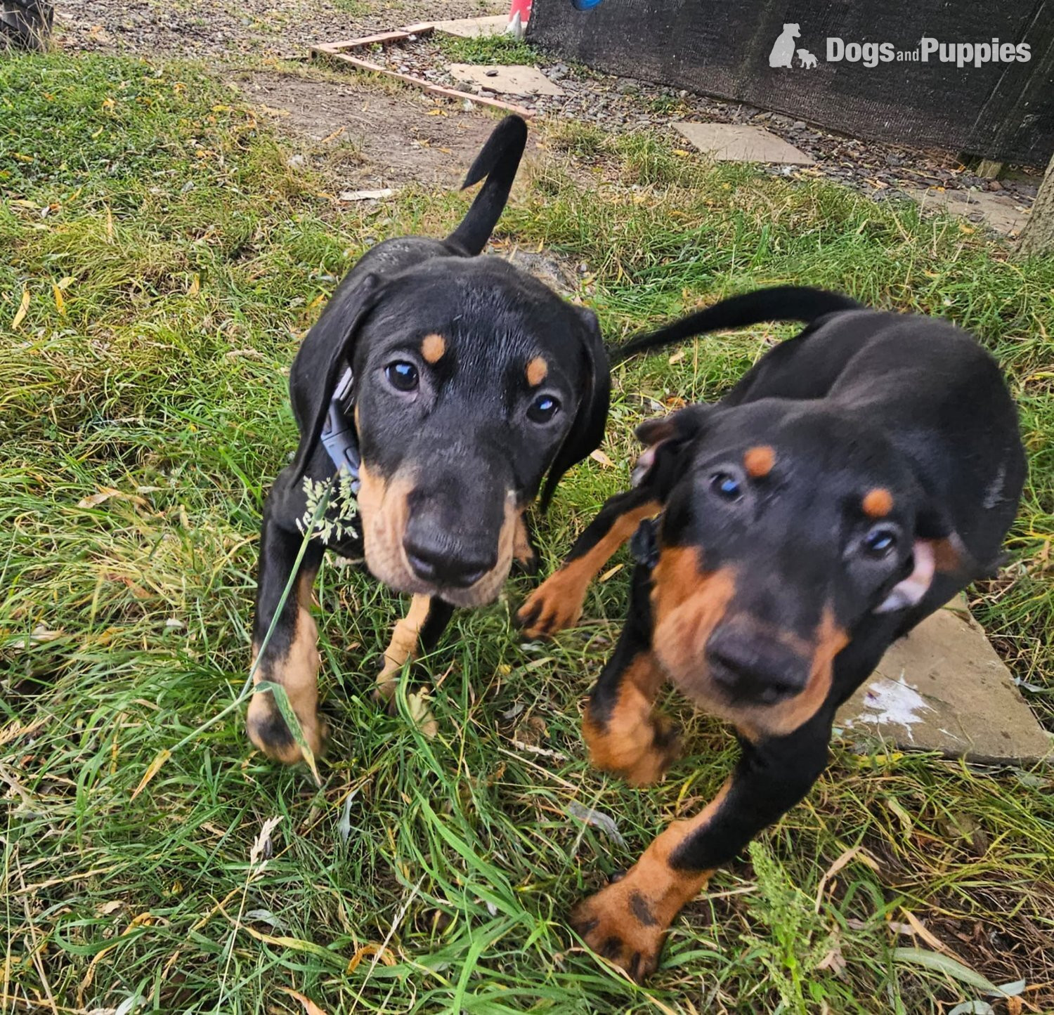 Doberman 6mo vaccinated/wormed  - Doberman