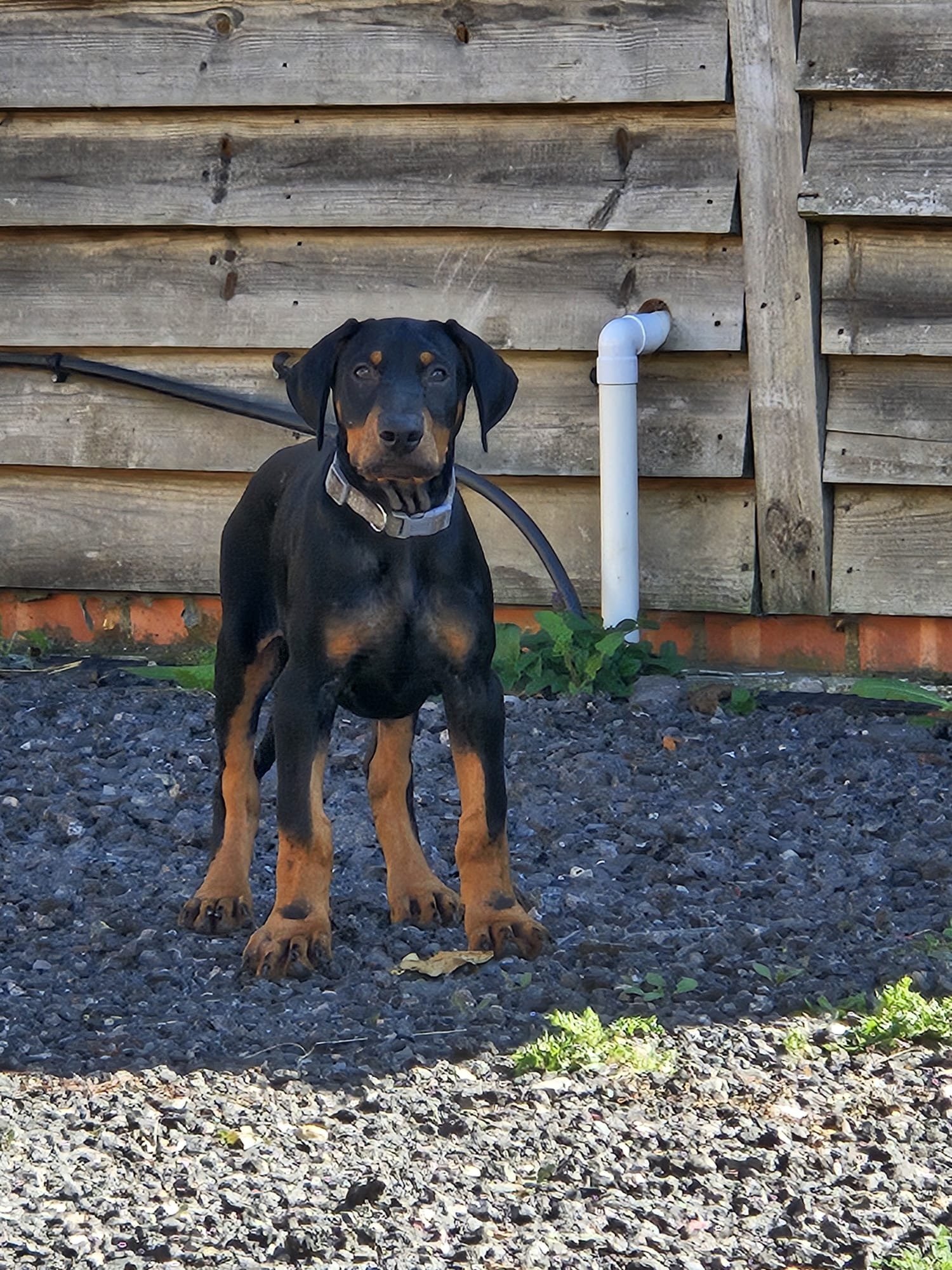 Doberman