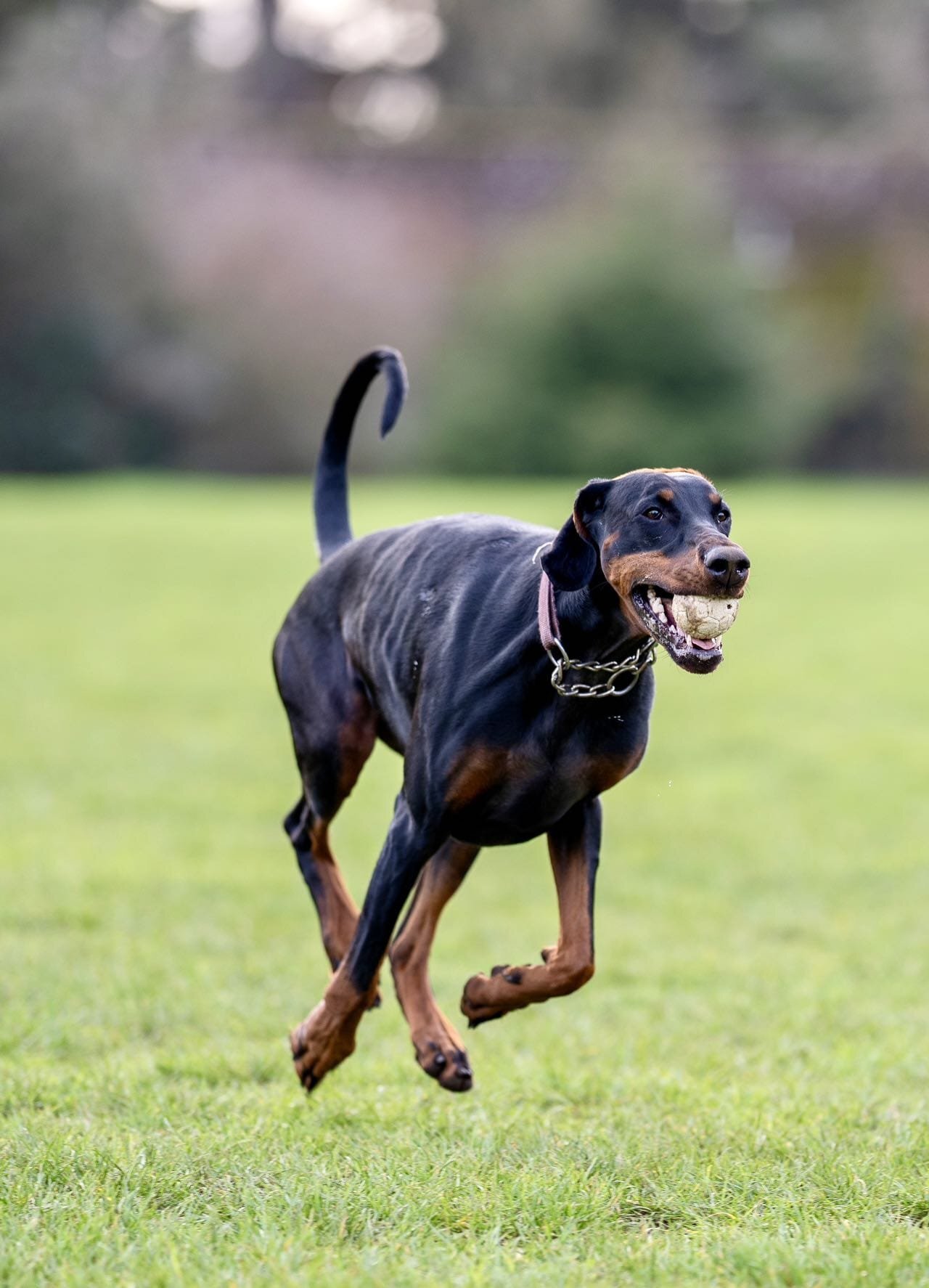 Doberman Puppies