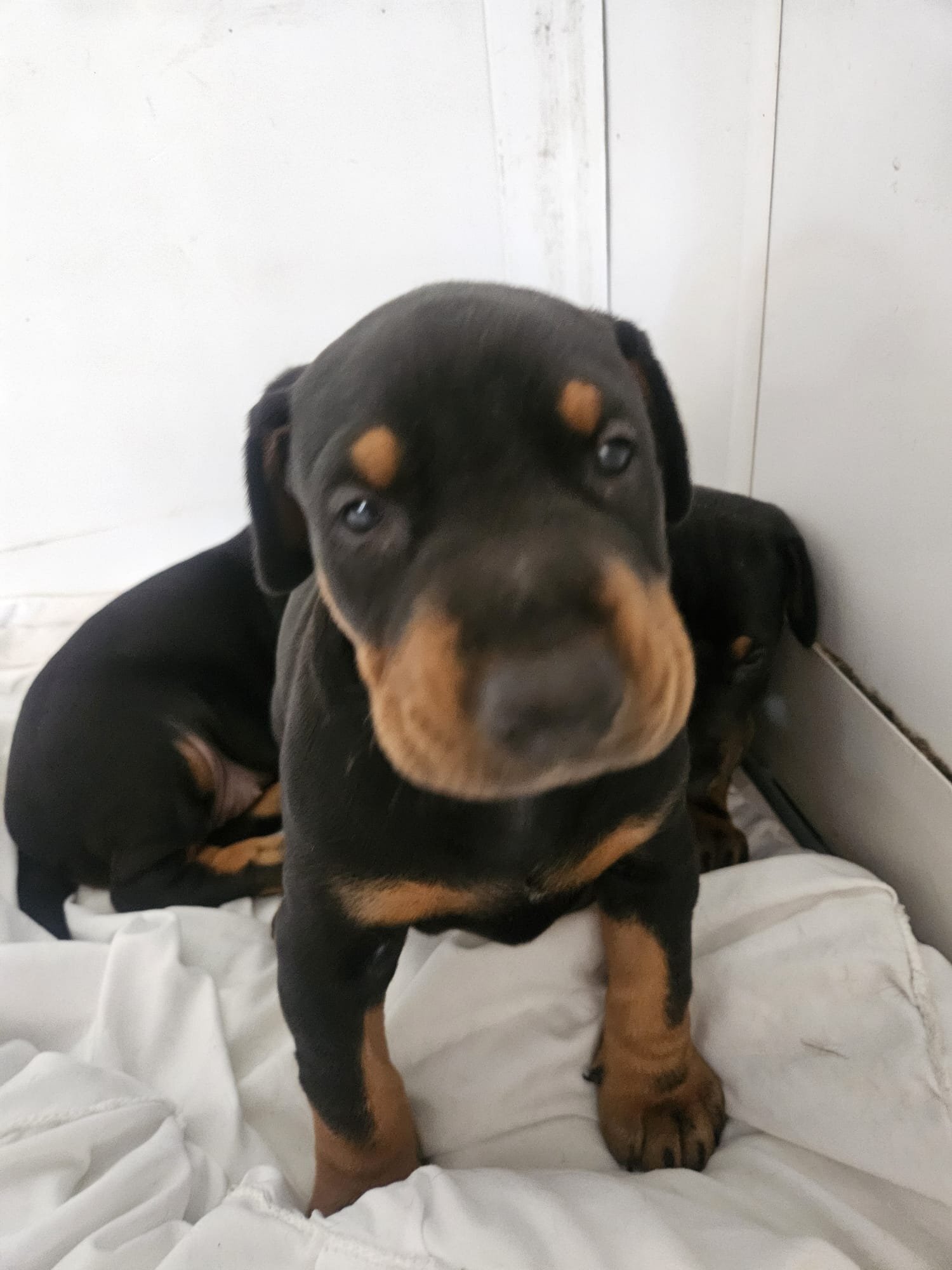 Doberman - Doberman 6mo vaccinated/wormed 