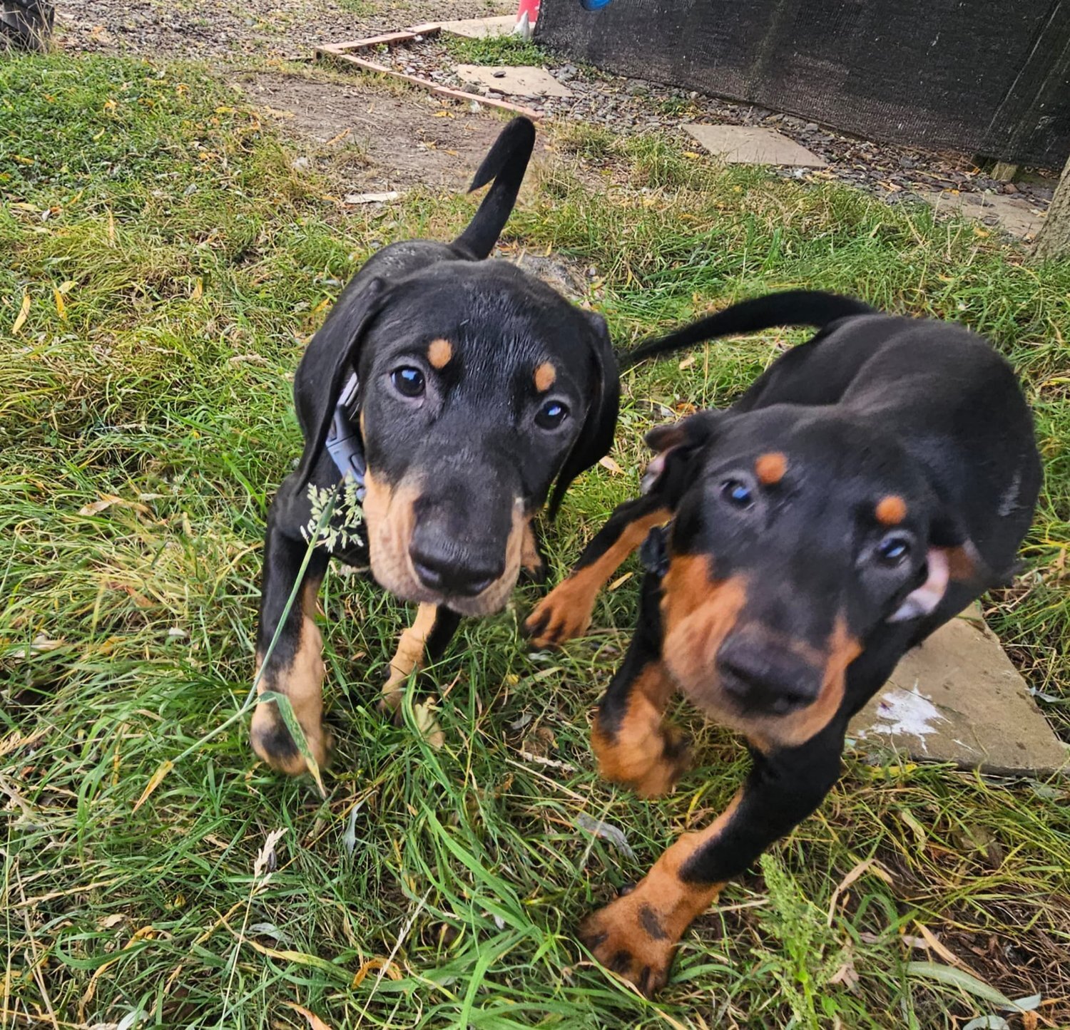 Doberman 6mo vaccinated/wormed  - Doberman