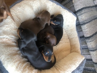 Girl Power ( female miniature smooth haired dachshunds)
