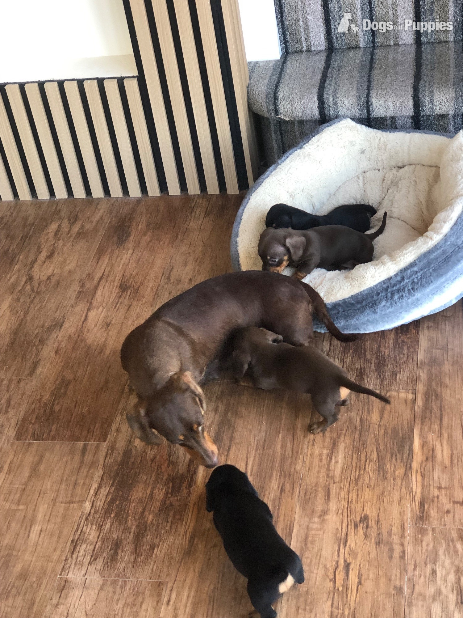 Dachshund