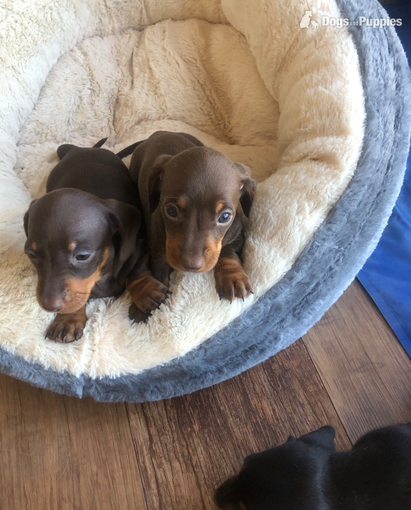 Dachshund Puppies