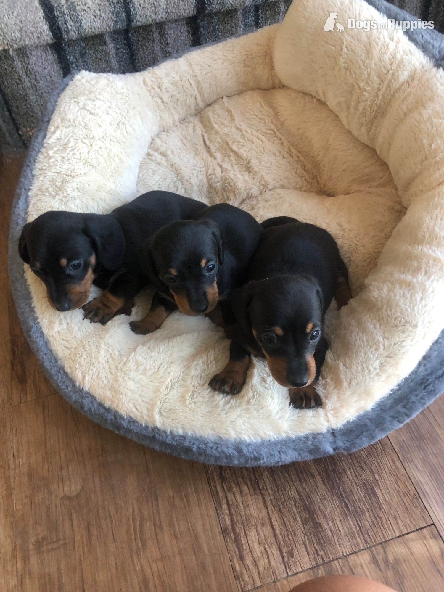 Dachshund - Girl Power ( female miniature smooth haired dachshunds)