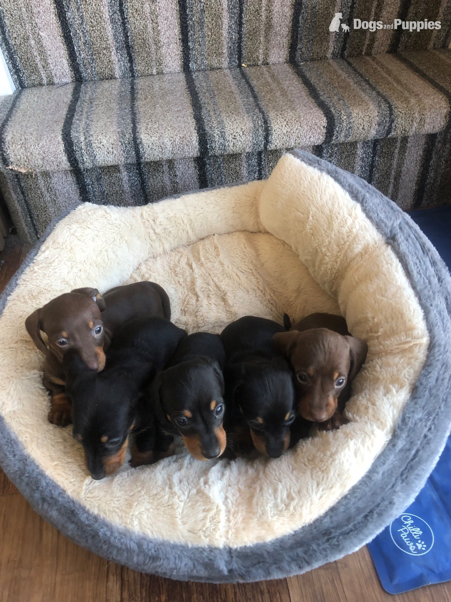 Girl Power ( female miniature smooth haired dachshunds) - Dachshund
