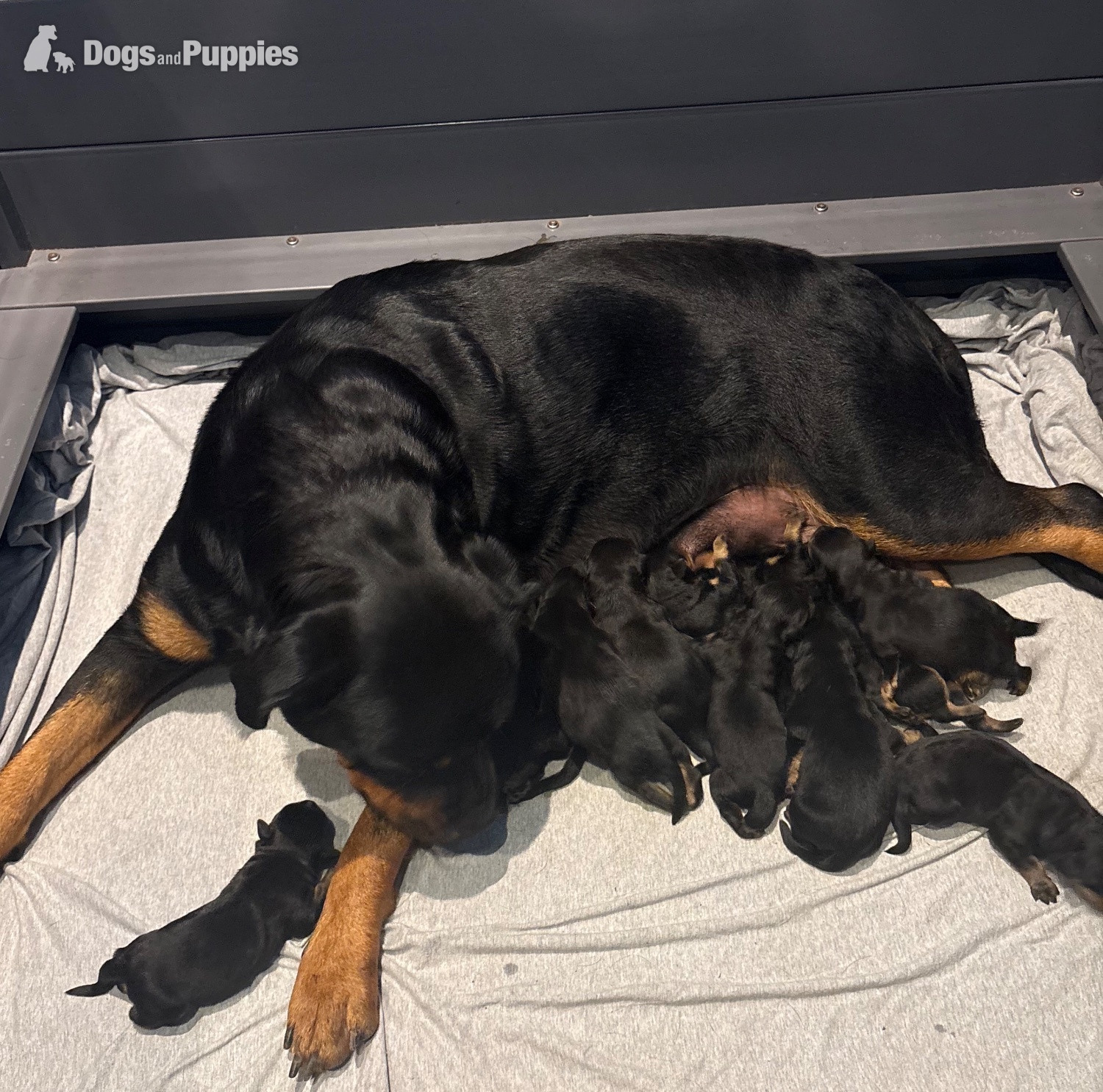 ROTTWEILER PUPPIES. KC REGISTERED. FREE INSURANCE. in {LOCATION}