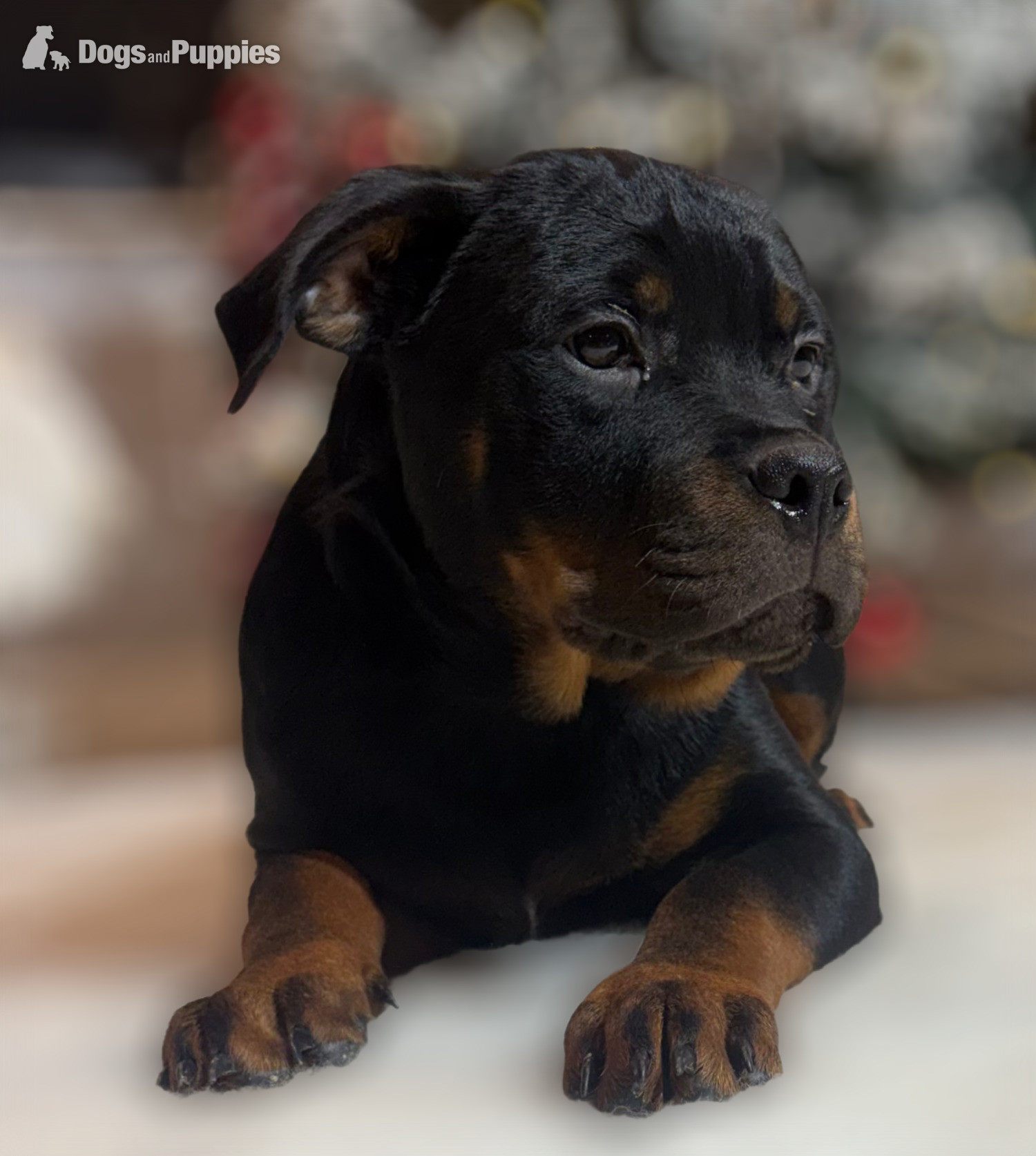Rottweiler