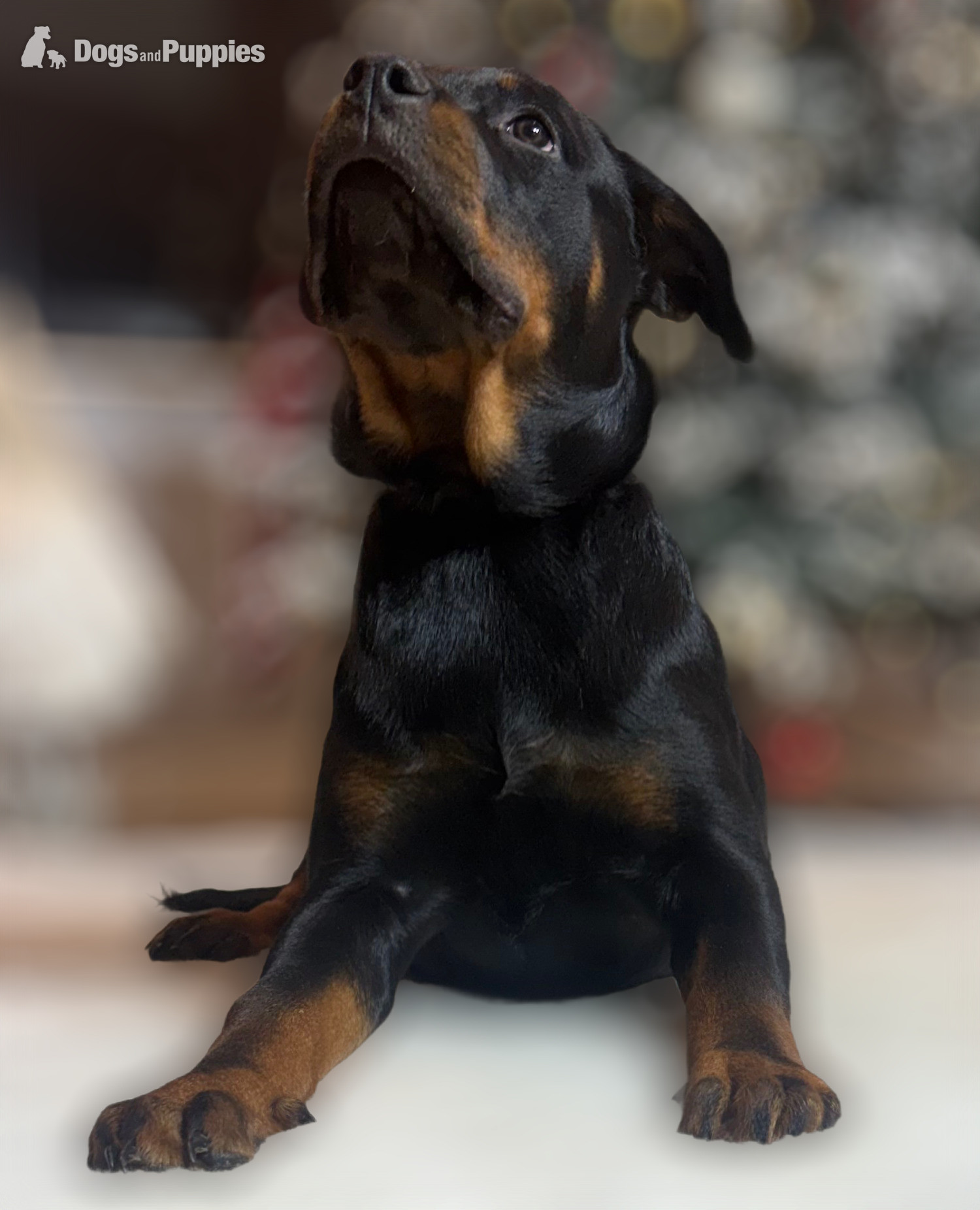 Rottweiler Puppies