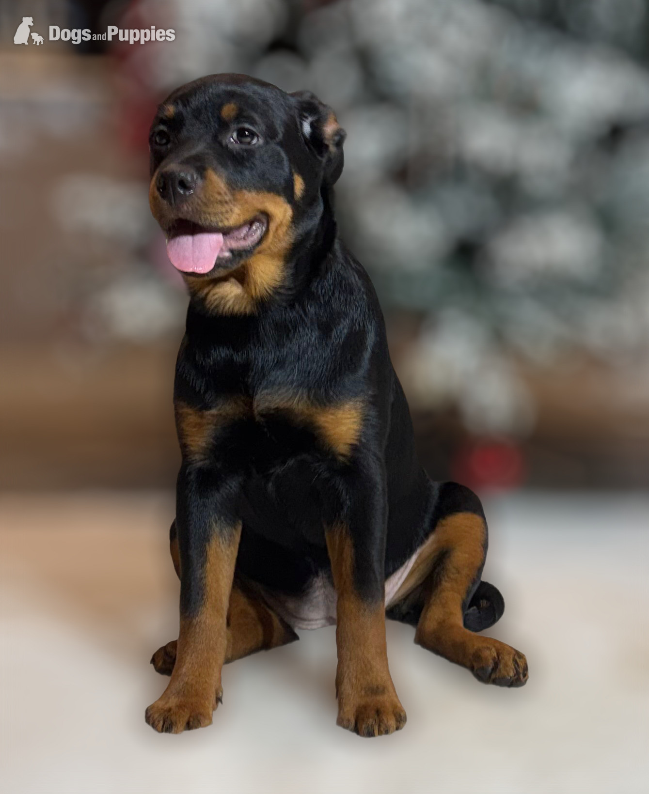 Rottweiler - ROTTWEILER PUPPIES. KC REGISTERED. FREE INSURANCE.