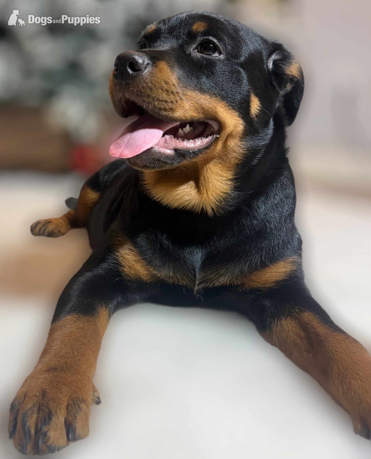 ROTTWEILER PUPPIES. KC REGISTERED. FREE INSURANCE. - Rottweiler