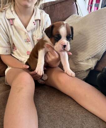 Male Female Boxer Puppies