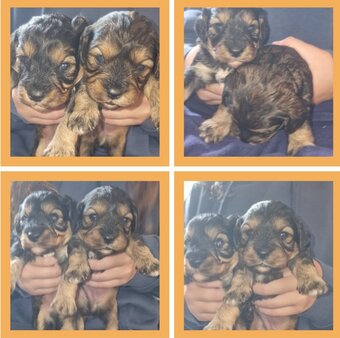 Cavapoo most  beautiful puppies poodle/cavapoo