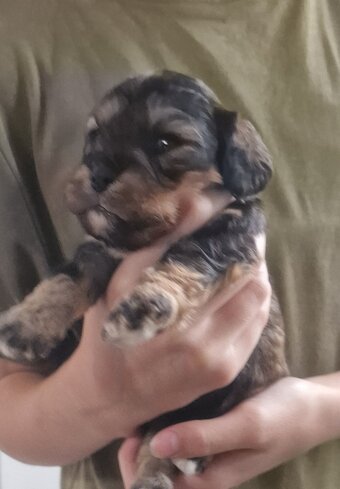 Cavapoo most  beautiful puppies poodle/cavapoo