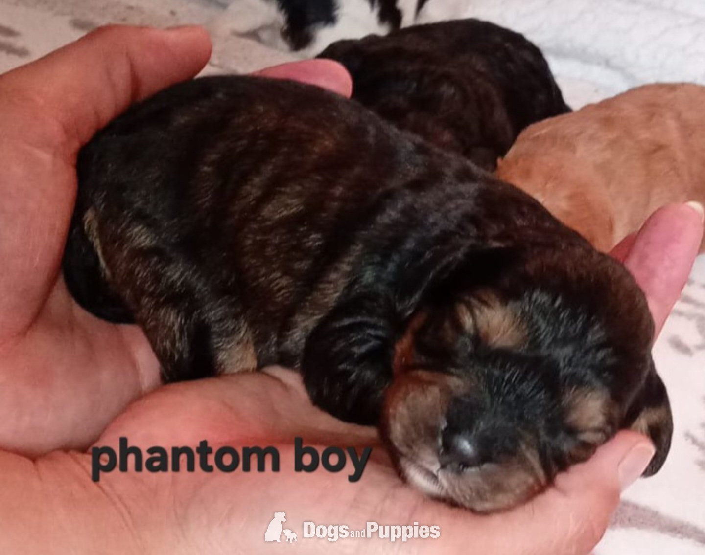 Cavapoo most  beautiful puppies poodle/cavapoo in {LOCATION}