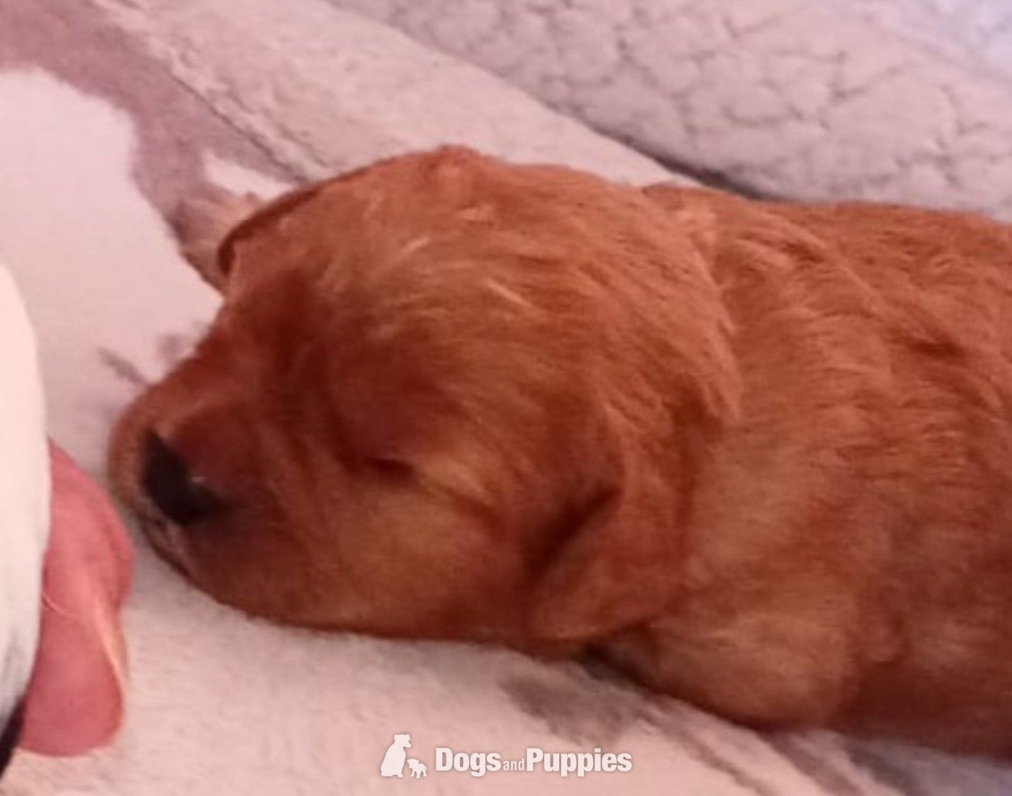 Cavapoo most  beautiful puppies poodle/cavapoo - Cavapoo
