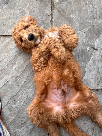 Golden Doodle puppies f2b Ready Now
