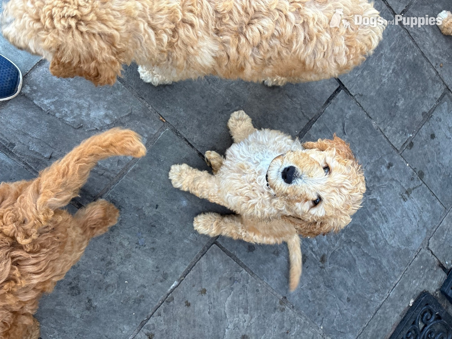 Goldendoodle