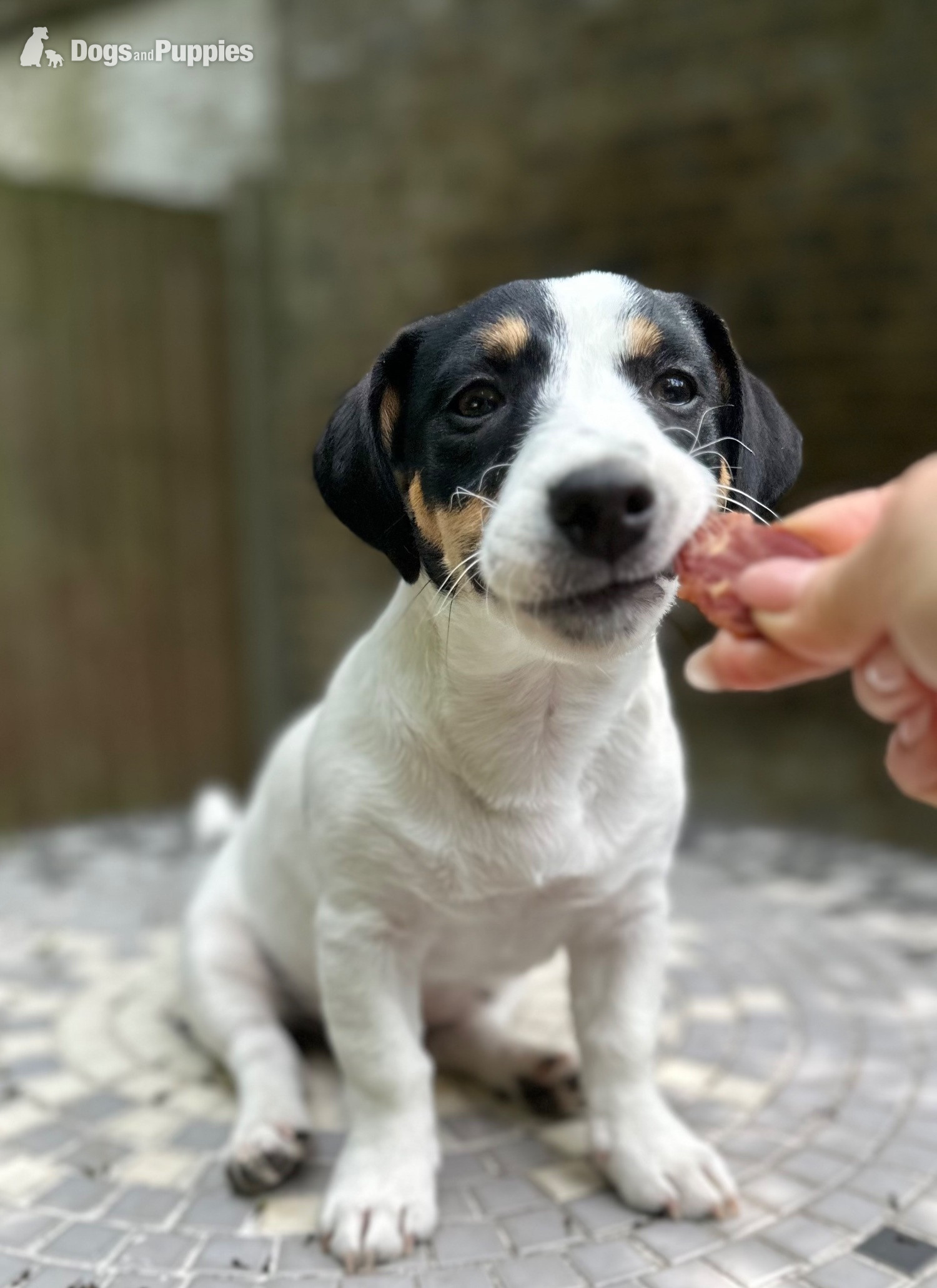Jack Russell Terrier Puppies