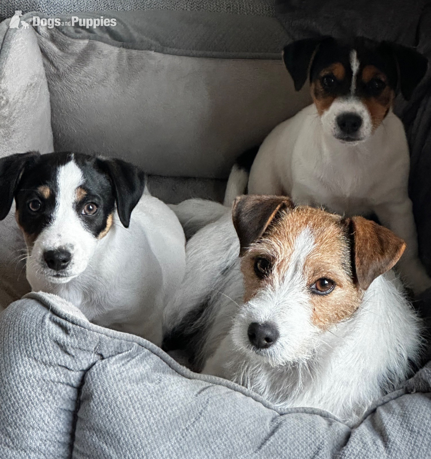 Jack Russell Terrier - KC Lines Tricolour Male Jack Russell Puppy