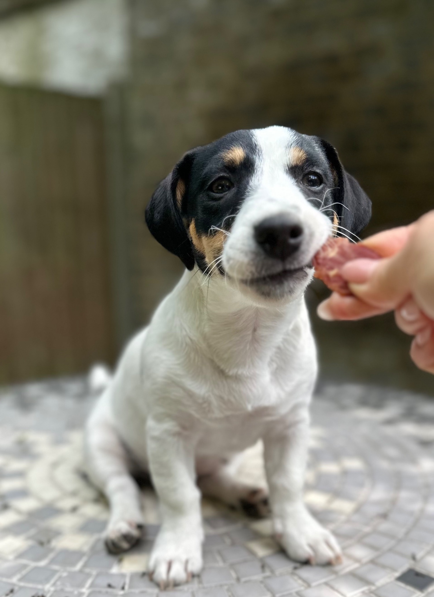 Jack Russell Terrier Puppies