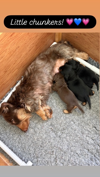 Stunning Miniature Silky Wire Haired Dachshunds