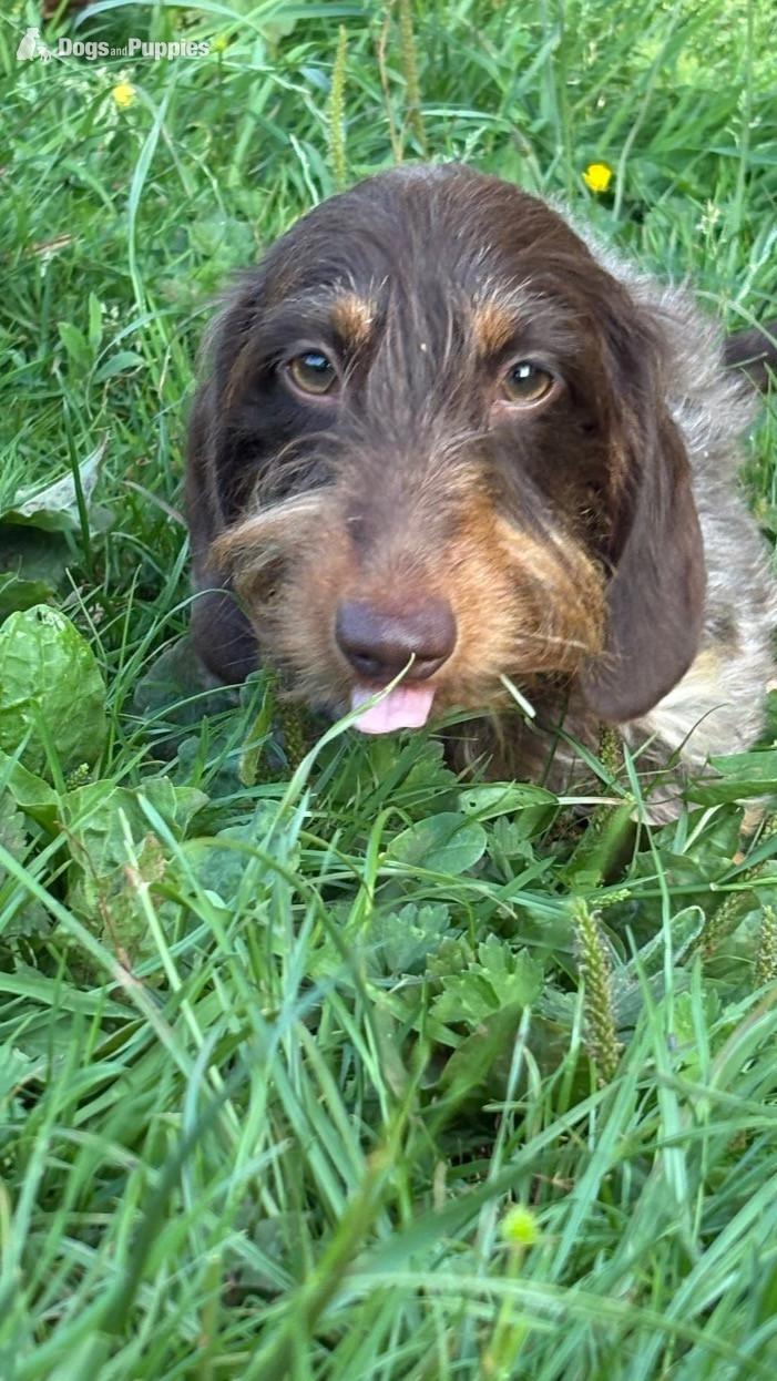Dachshund - Stunning Miniature Silky Wire Haired Dachshunds x 2 Pups