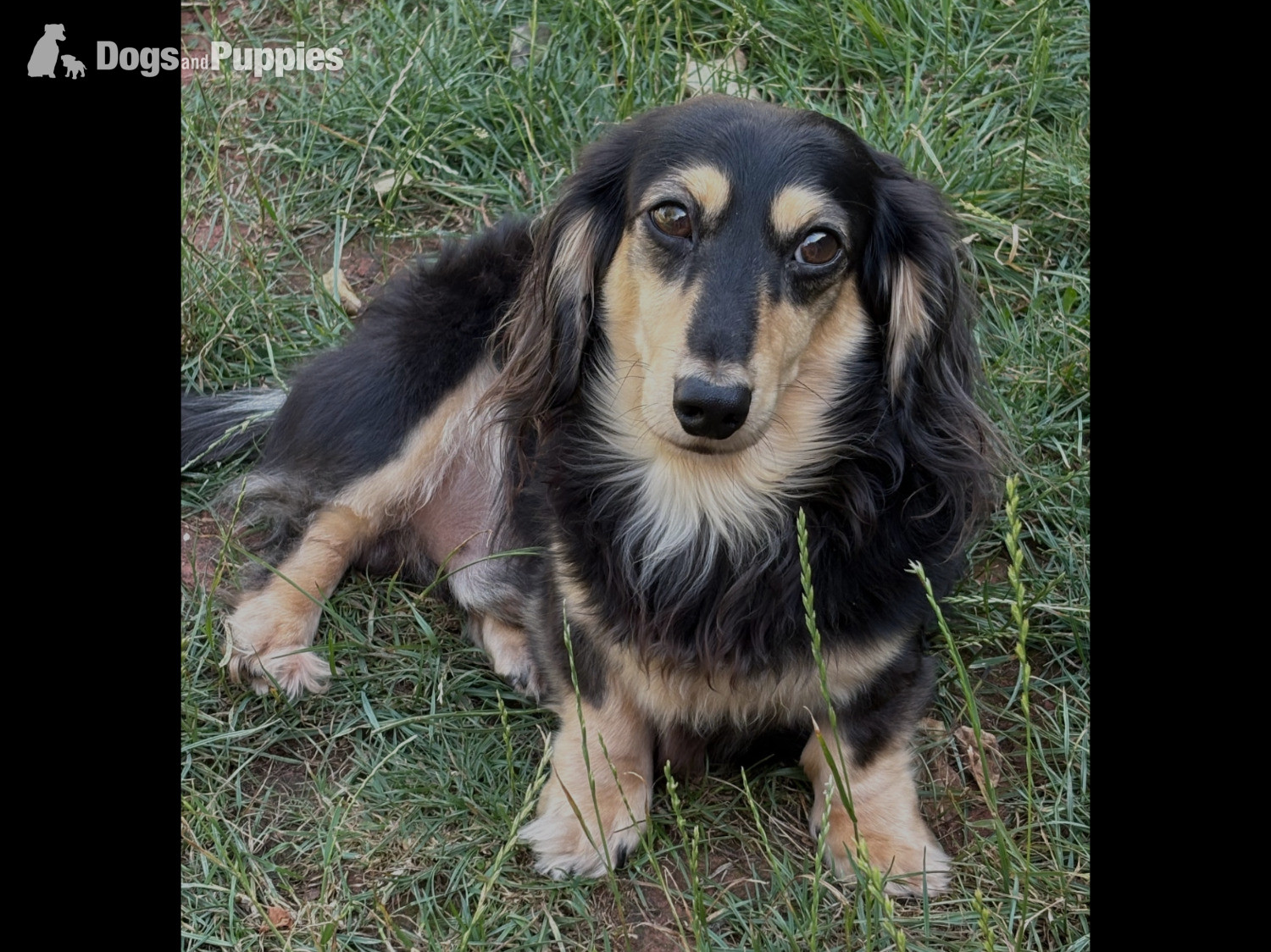 Stunning Miniature Silky Wire Haired Dachshunds x 2 Pups - Dachshund