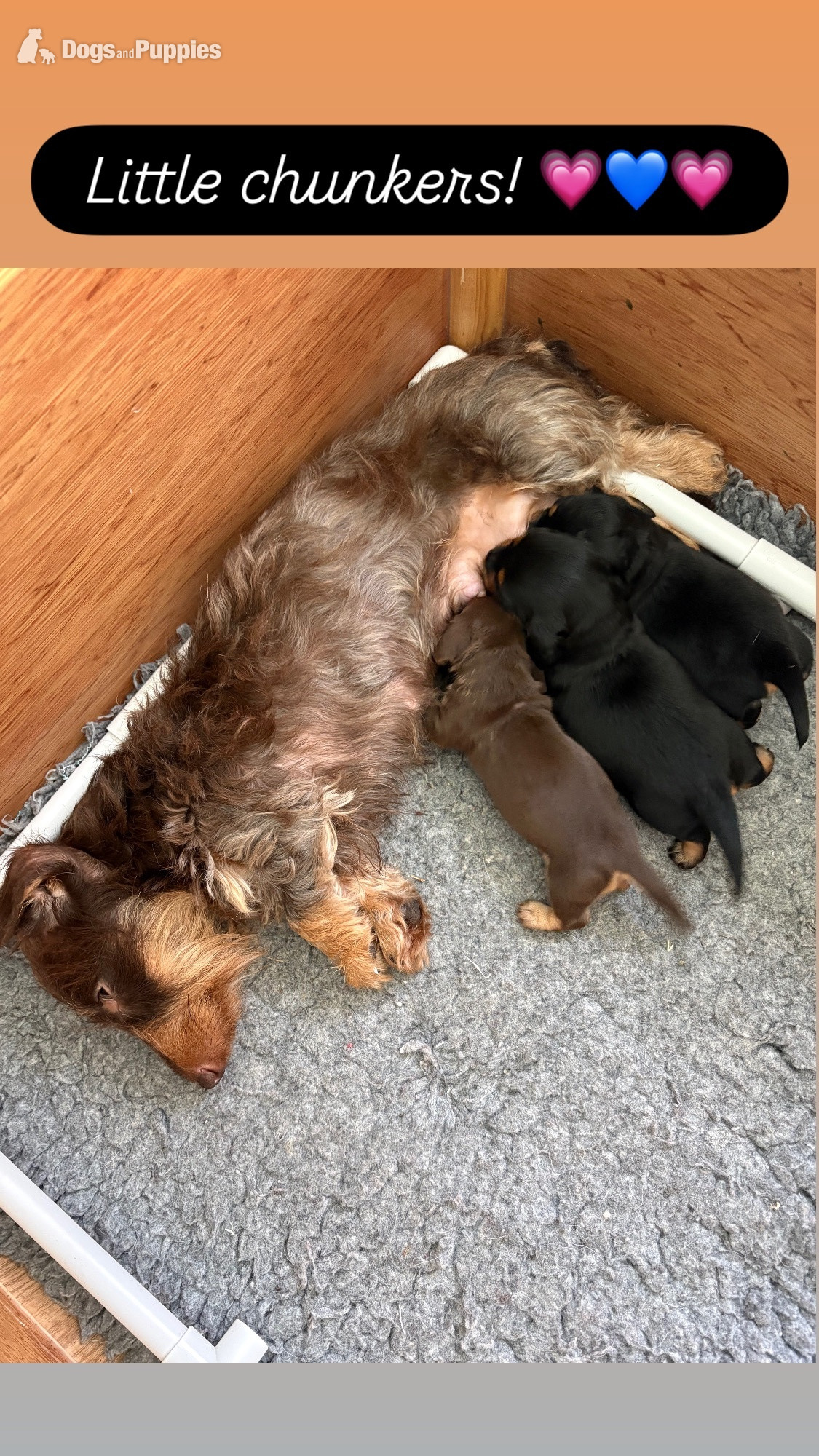 Stunning Miniature Silky Wire Haired Dachshunds in {LOCATION}