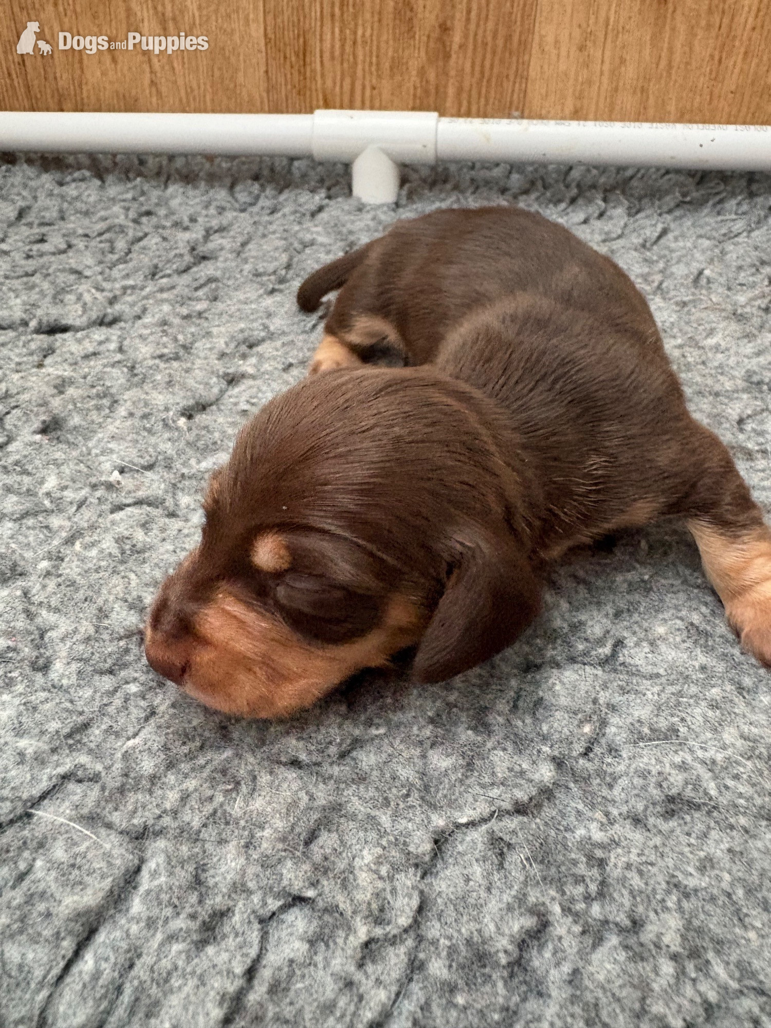 Dachshund Puppies