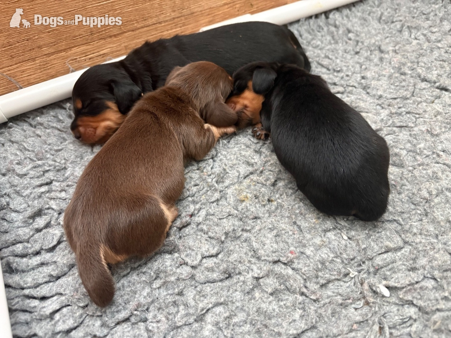 Stunning Miniature Silky Wire Haired Dachshunds - Dachshund
