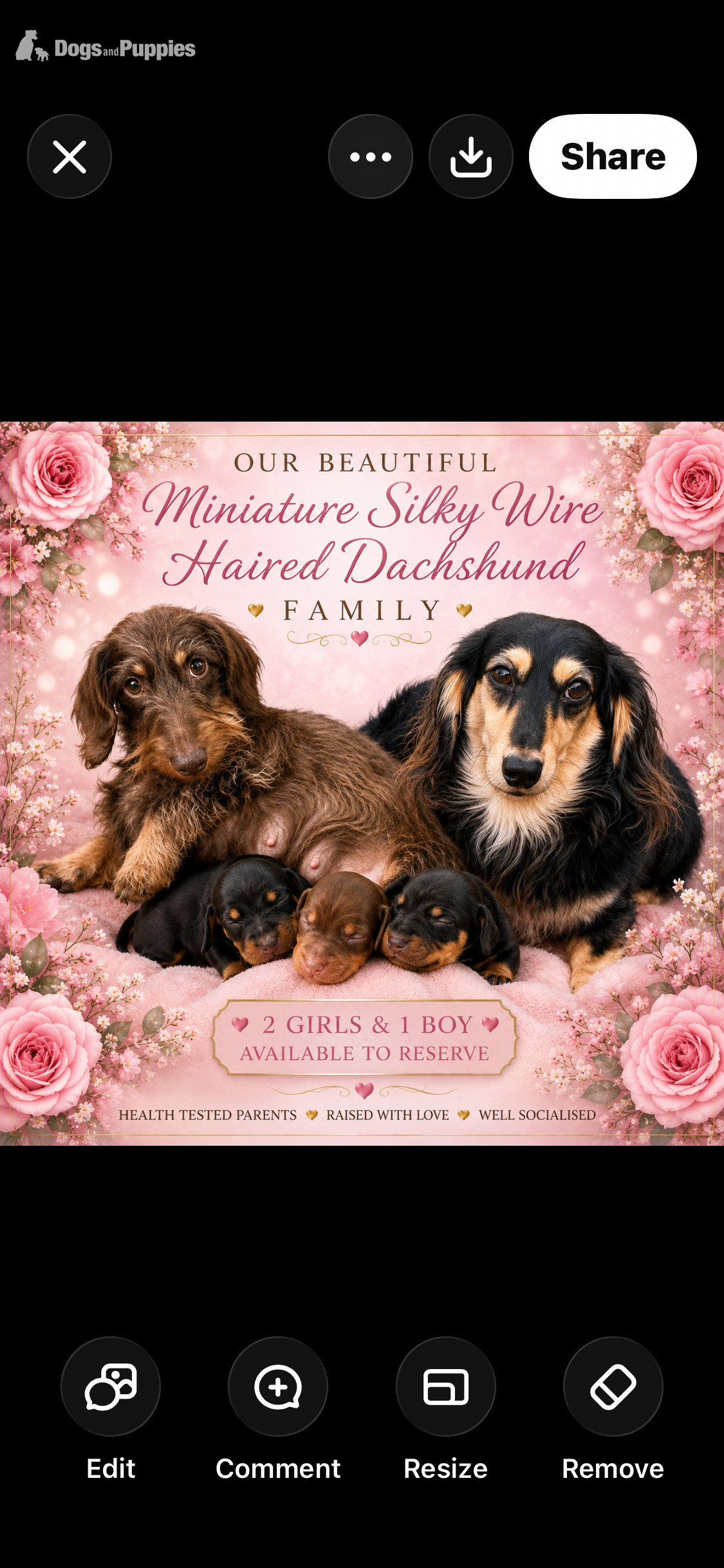 Dachshund