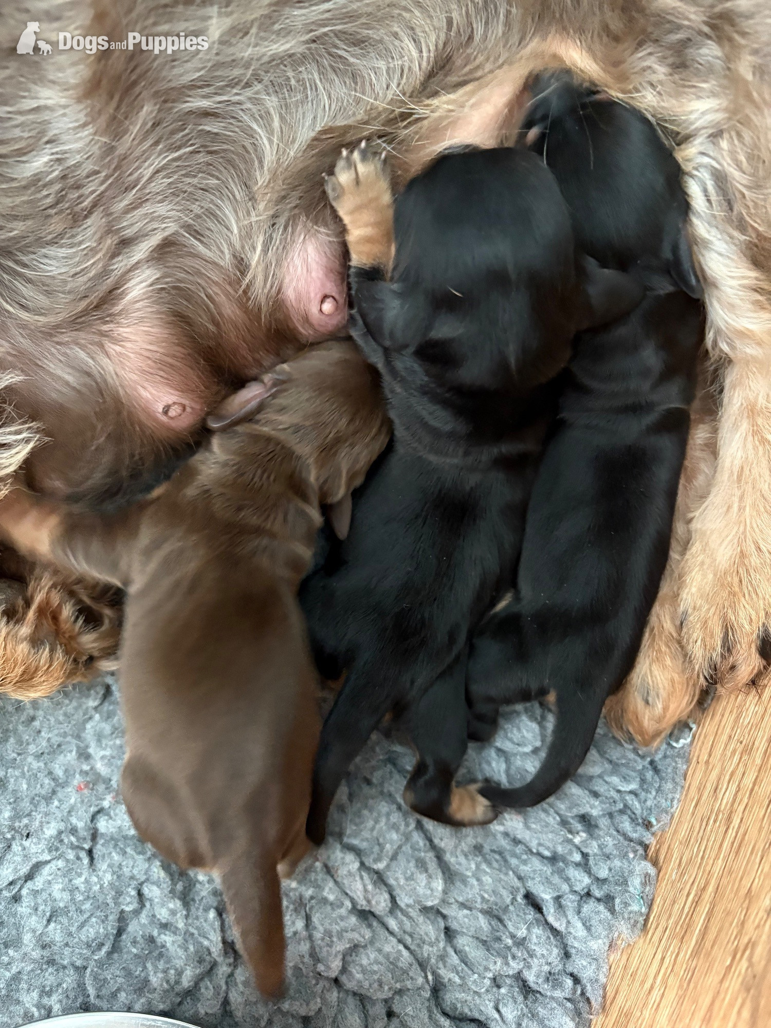 Dachshund Puppies
