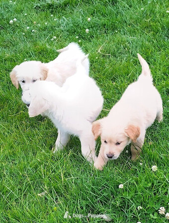 Golden Retriever puppies,vet checked and first vaccination ready 
